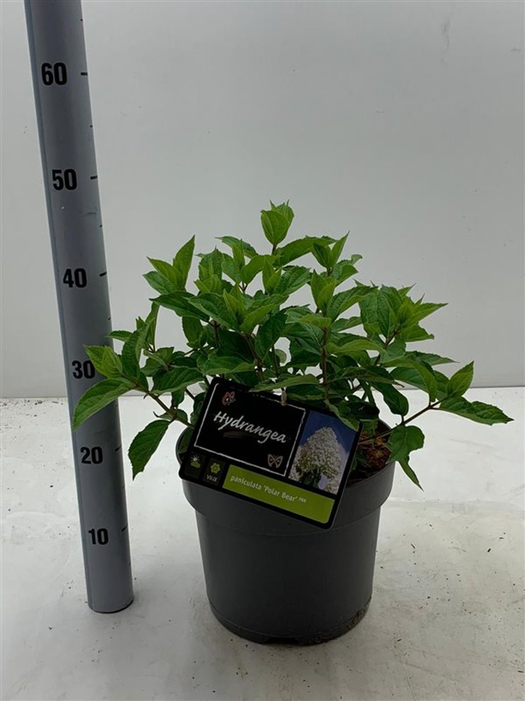 Hydrangea pan. 'Polar Bear' - C7,5